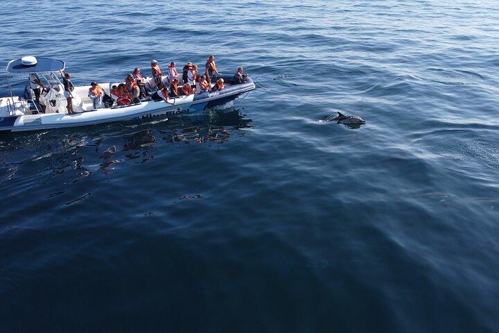 Dolphin Watching from Lagos with Marine Biologists