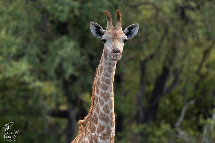 Full Day Kruger Safari Tour from Malelane and Komatipoort