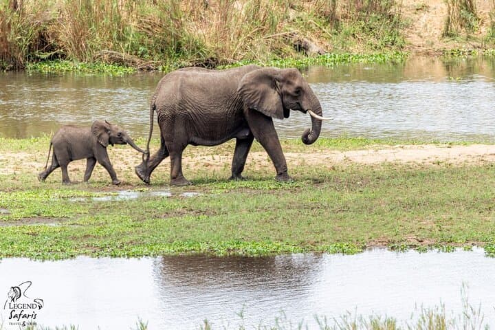 Full Day Kruger Safari Tour from Malelane and Komatipoort
