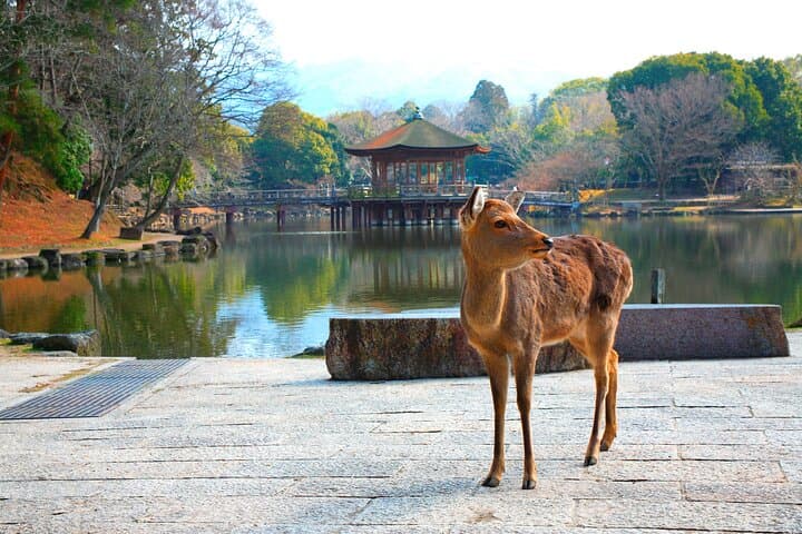 Discover Himeji, Kobe and Nara from Osaka