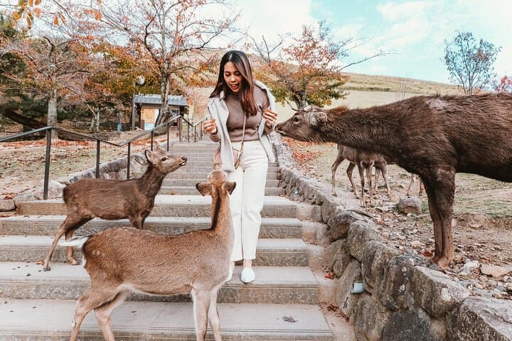 Discover Himeji, Kobe and Nara from Osaka