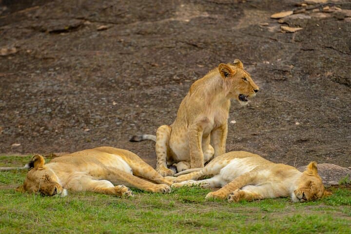 3-Day Masai Mara Wildebeest Migration 2026