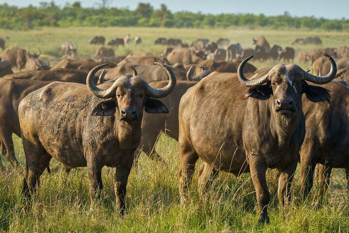 3-Day Masai Mara Wildebeest Migration 2026