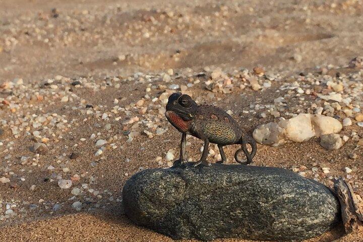 Namib Desert Walk