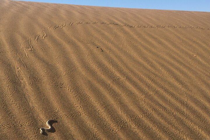 Namib Desert Walk