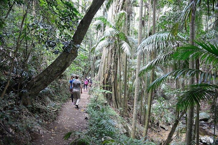 Brisbane Tamborine Mountain Hop-On Hop-Off + Skywalk & Glow Worms