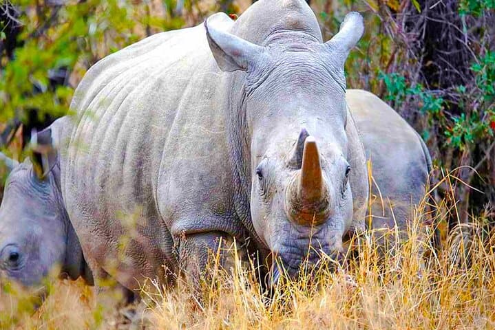4 Days Private Luxury Ol Pejeta & Samburu Safari