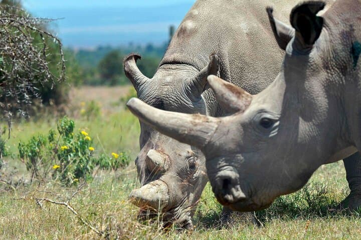 4 Days Private Luxury Ol Pejeta & Samburu Safari