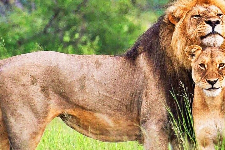 4 Days Private Luxury Ol Pejeta & Samburu Safari