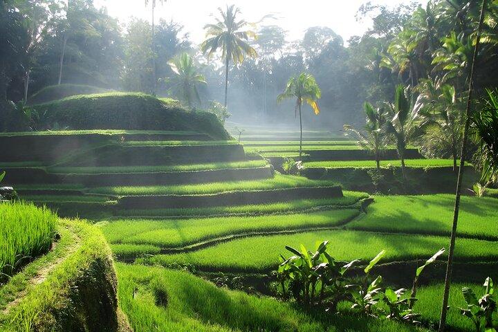Ubud: Waterfalls, Water Temple & Rice Terraces Private Tour