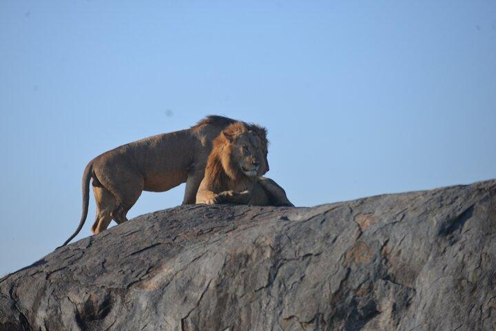 4 days 3 nights Safari- Tarangire, Serengeti and Ngorongoro Crater