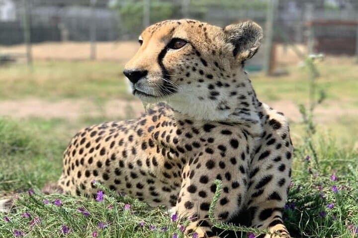 Cheetah Outreach Giraffe Encounter with Crocodile Private Tour