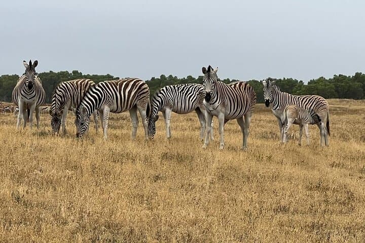 Safari Game Drive - Yzerfontein