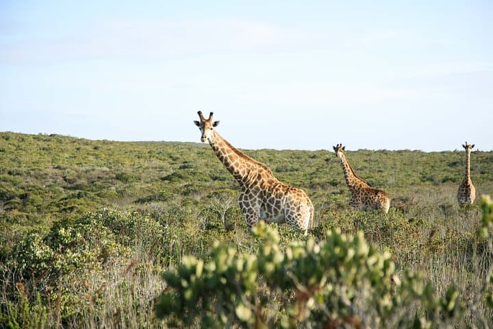 Safari Game Drive - Yzerfontein