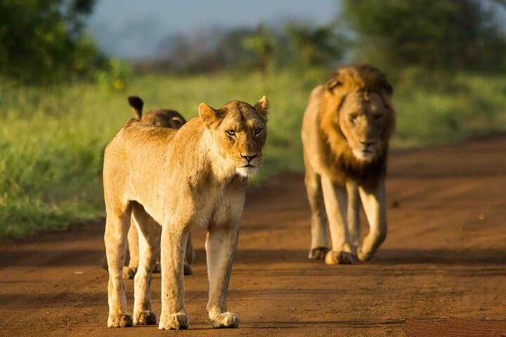 Kruger National Park - Morning or Afternoon Safari