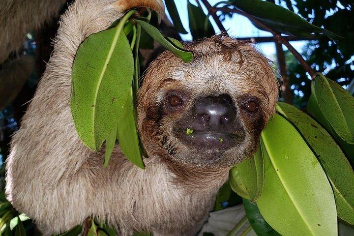 Roatan Excursion, Monkey and Sloth with Chocolate and Rum Tasting