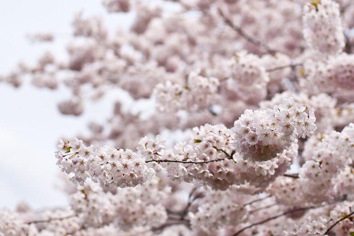 Kyoto City Cherry Blossom Private Sightseeing Tour