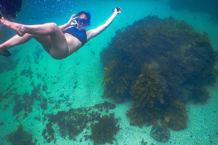 Snorkeling To Discover Sydney's Underwater Wonders