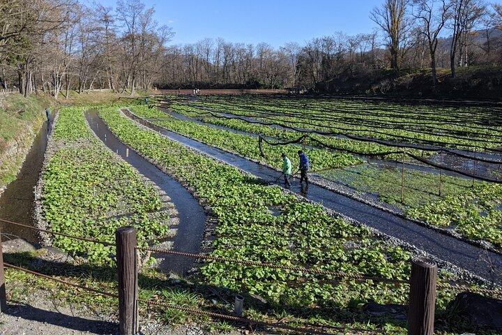 Wasabi Farm Walking Tour & Lunch