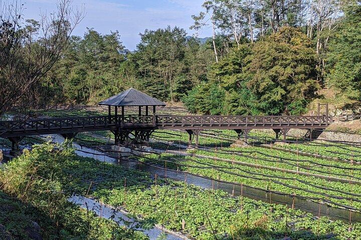 Wasabi Farm Walking Tour & Lunch