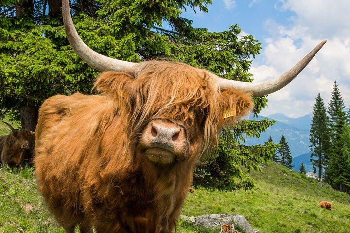 Loch Ness Cruise, Walk, Whisky, and Glencoe Tour - Edinburgh