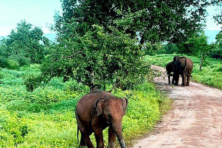 Everything in Udawalawe (Safari, Accommodation with Half Board)