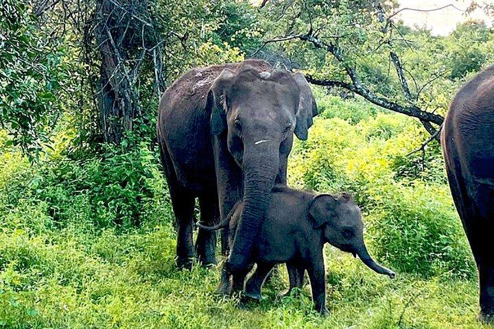 Everything in Udawalawe (Safari, Accommodation with Half Board)