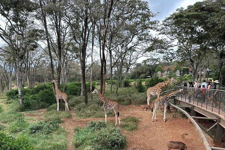 Giraffe Centre and Bomas of Kenya Tour