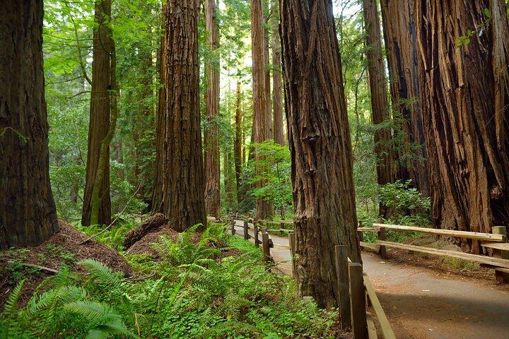Muir Woods Self-Guided Driving and Walking Audio Tour
