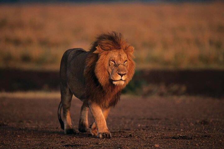 Safari Walk And Animal Orphanage in Nairobi National Park