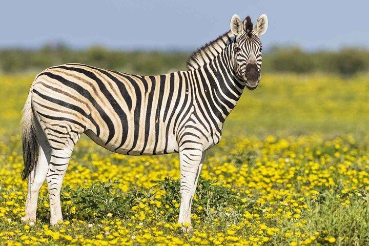 Safari Walk And Animal Orphanage in Nairobi National Park