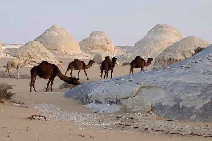 Black and White Desert 2 Days and 1 Night Camping Bahariya Oasis