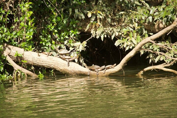 Kuranda Riverboat Sightseeing Cruise