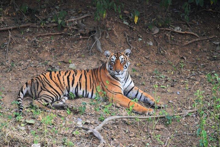 Ranthambore Tiger Safari Day Trip from Jaipur