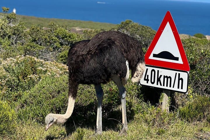 Cape of Good Hope, Cape Point, Penguins & Bo Kaap Full-Day Tour