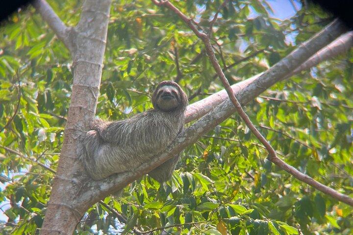 Explore Panama Canal and Gatun Lake with Rainforest Jungle Walk