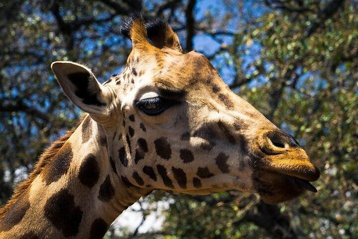Trip to stedmak Animal orphanage and Giraffe Centre