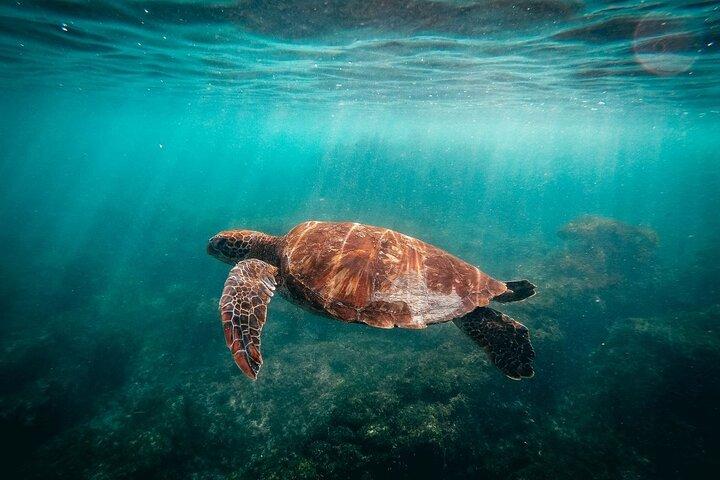 8 Days Trip to Galapagos Island - Discover the wildlife
