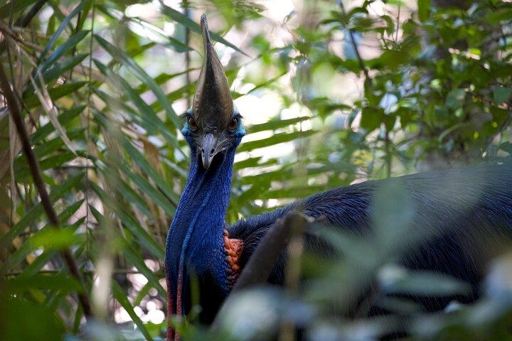 Daintree, Cape Tribulation & River Cruise from Port Douglas