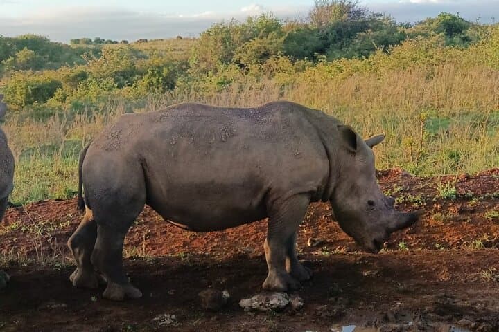 Private Tour Nairobi National Park & orphanage with Entry Tickets