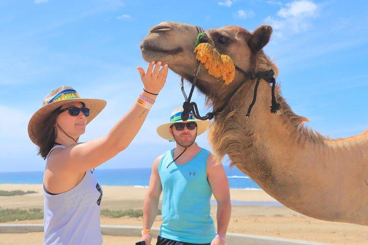 Camel Ride Tour in Los Cabos