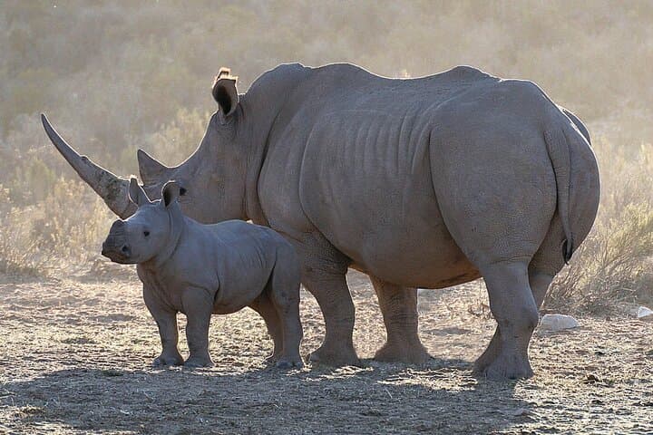 1 Night Big Five Safari Tour All Inclusive