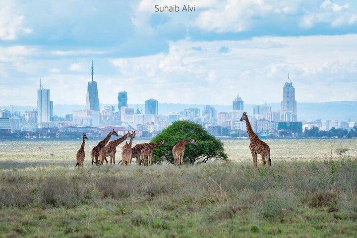 Nairobi Airport Layover Half Day Tour to Nairobi National Park