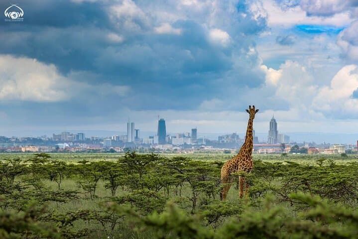 Nairobi Airport Layover Half Day Tour to Nairobi National Park