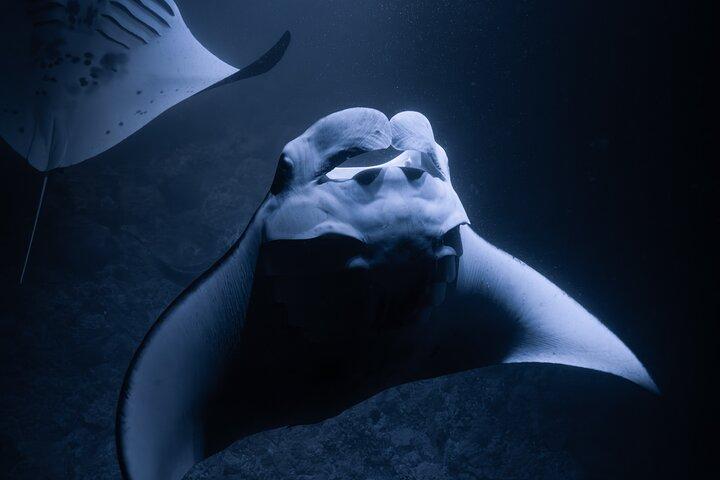 Kona Night Manta Ray Snorkel | Small Group Experience