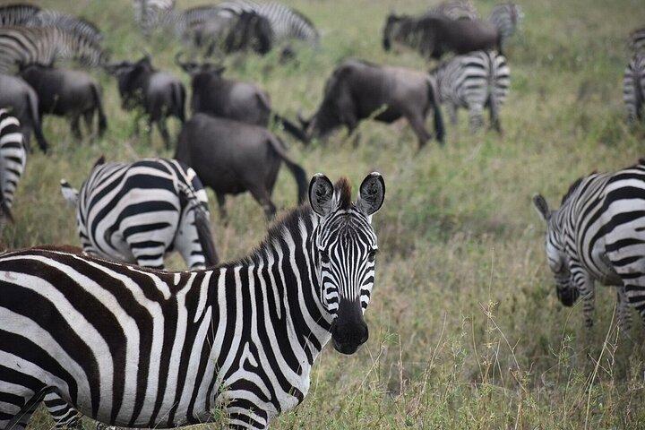 Full Day Excursion to Arusha National Park