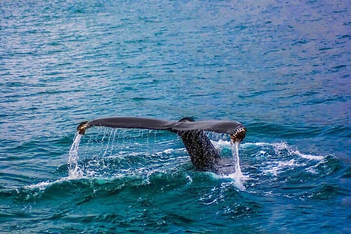 Whale watching tour from Cape Town