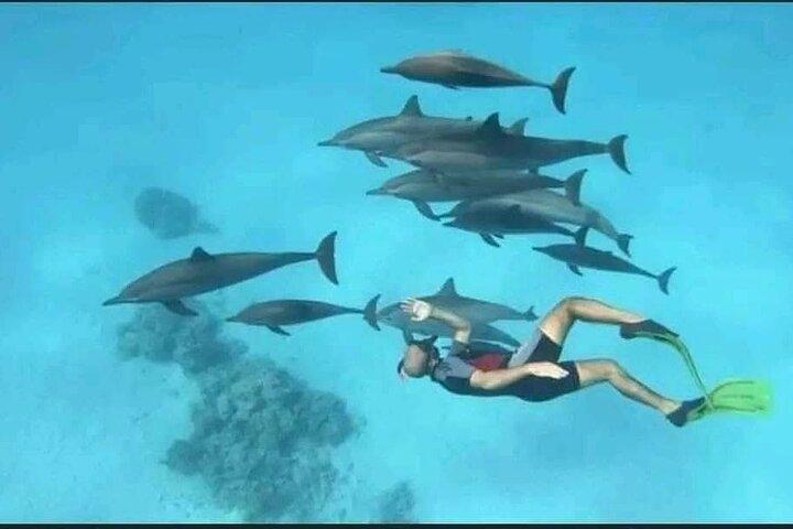 Swim with Dolphins VIP snorkeling Boat Trip with lunch - Hurghada