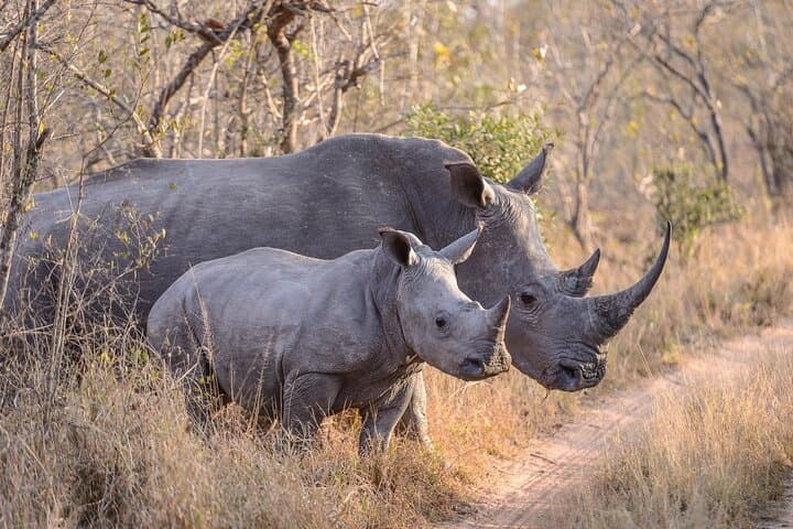 Ol Pejeta Conservancy and Chimpanzee Sanctuary Day Tour