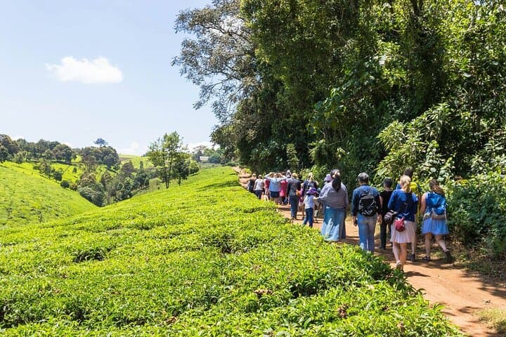 Kiambethu Tea Farm Tour and Lunch From Nairobi
